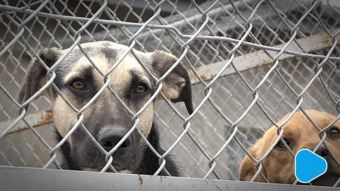 W wakacje przybywa zwierząt w schronisku