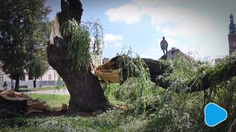 Zawaliła się wierzba na radomskim Rynku