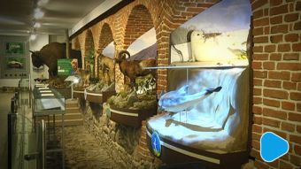 Dioramy pięciu polskich parków narodowych