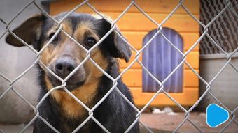 Magistrat sprezentował schronisku nowy samochód