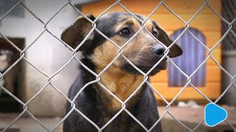 Magistrat zbiera dary dla czworonogów