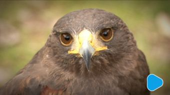 Sokolnicy powrócili do Radomia