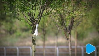 15 wiśni na 15 lat w Unii Europejskiej