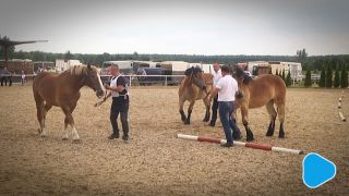 Wystawa koni w Skaryszewie