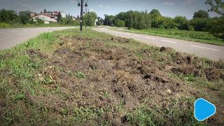 Dziki odwiedziły Radom