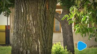 Zielona Akcja Radom chce wiedzieć wszystko o drzewach w mieście