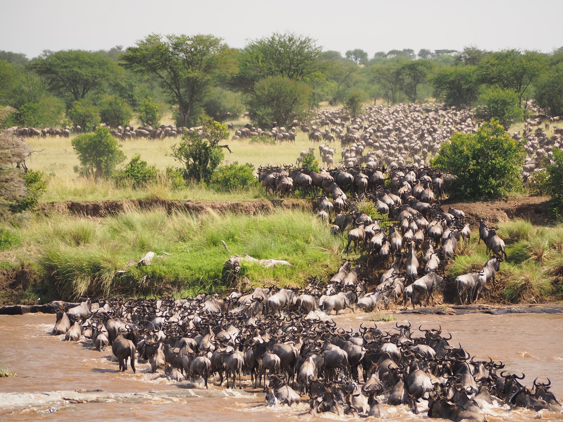 cud-natury-wielka-migracja-w-serengeti-tanzania-z-carter