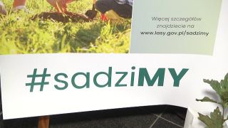 Radomskie nadleśnictwo rozdaje sadzonki