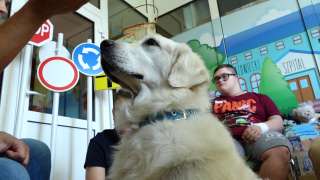 Dogoterapia na Józefowie
