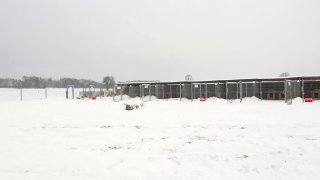 Dramatyczna sytuacja w schronisku 'Kocham Psisko' pod Radomiem 