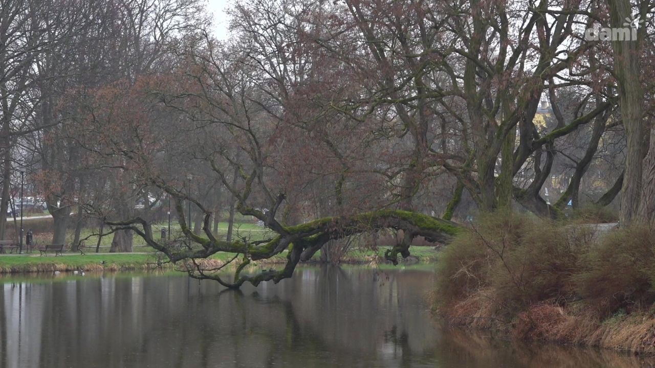Drzewo z Szydłowca trzecie w Europie!