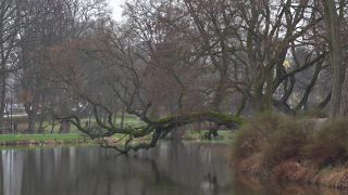 Drzewo z Szydłowca trzecie w Europie!