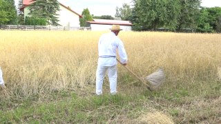 W Jastrzębi żniwa, jak w Chłopach